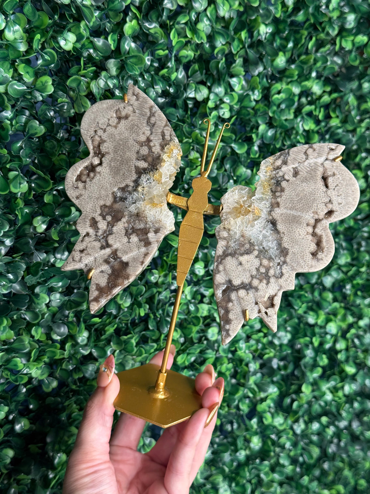 Chocolate Ocean Jasper with Quartz Butterfly Wings from Indonesia