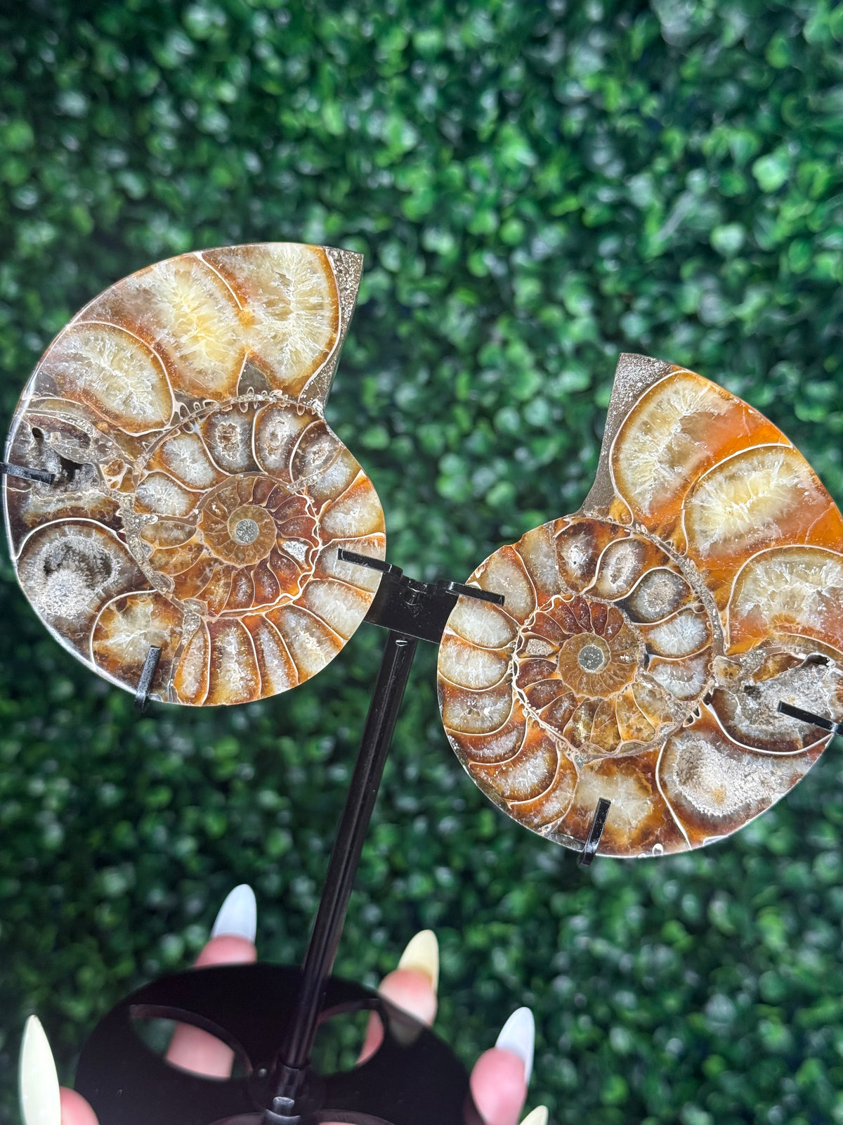 Ammonite Pair Fossil Crystal Carving with custom Black Stand