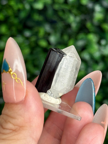 Black Tourmaline with Quartz Specimen — Skardu Valley, Pakistan J