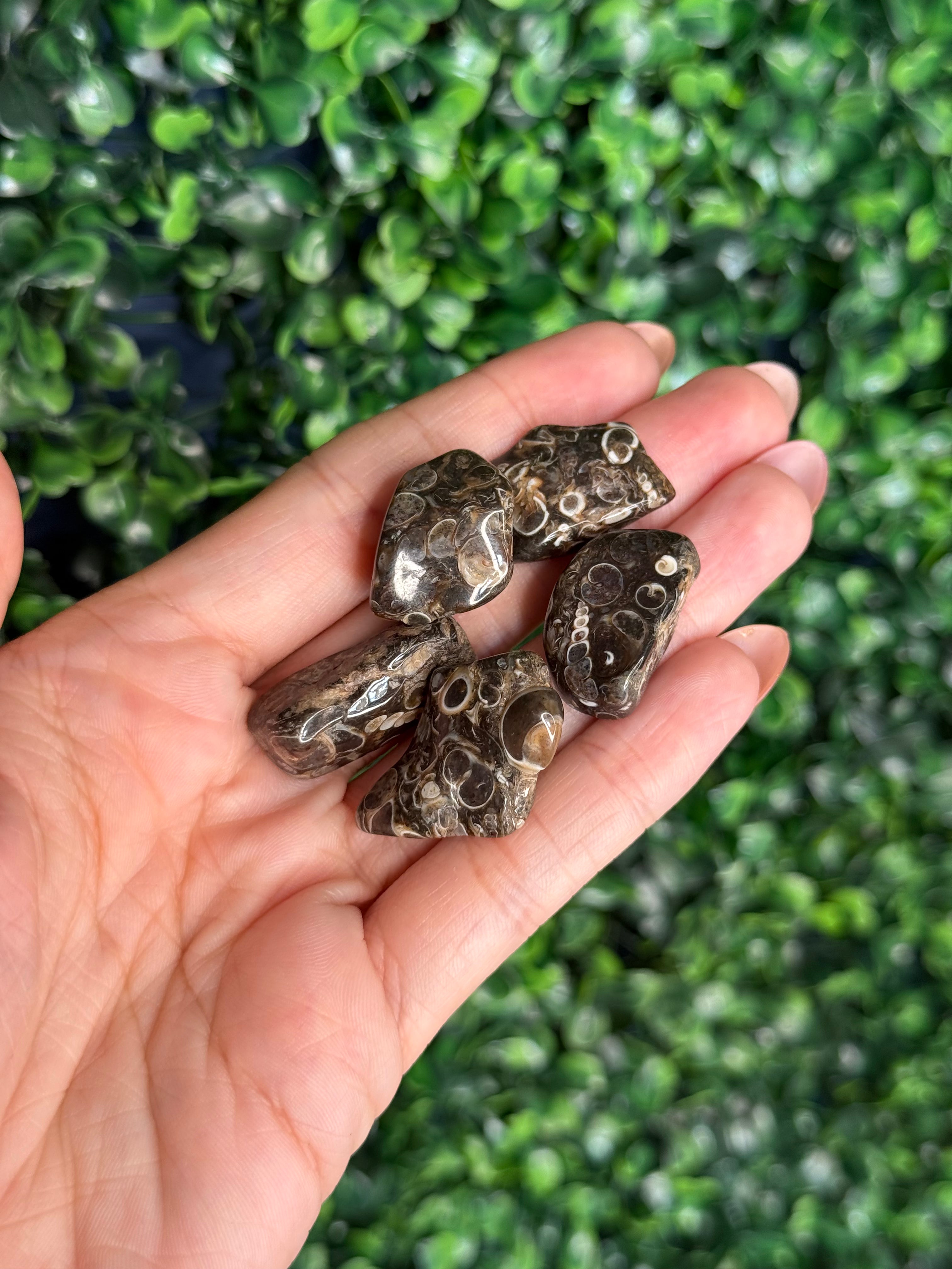 Turritella Agate - Green River Formation Wyoming USA