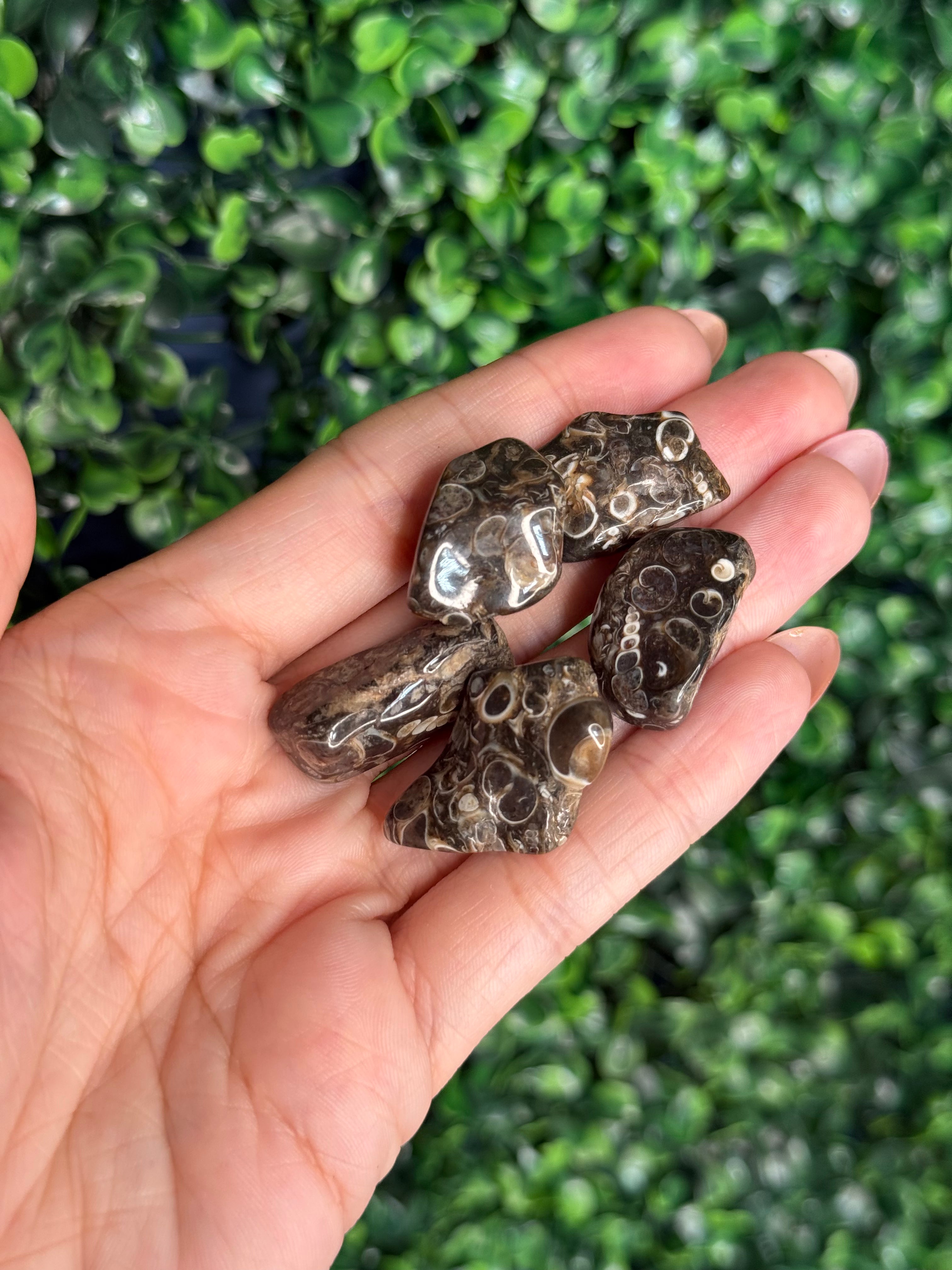 Turritella Agate - Green River Formation Wyoming USA