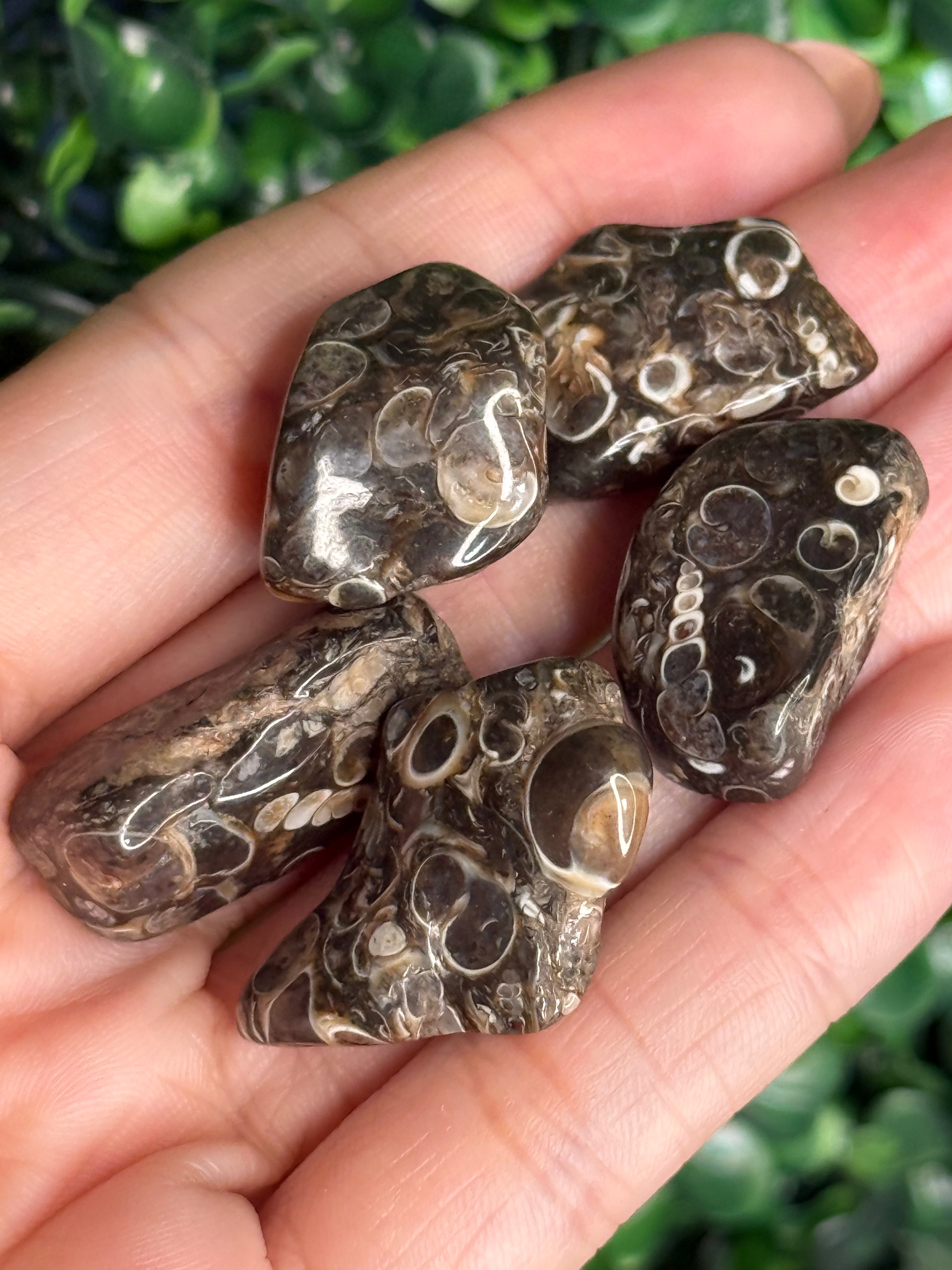 Turritella Agate - Green River Formation Wyoming USA