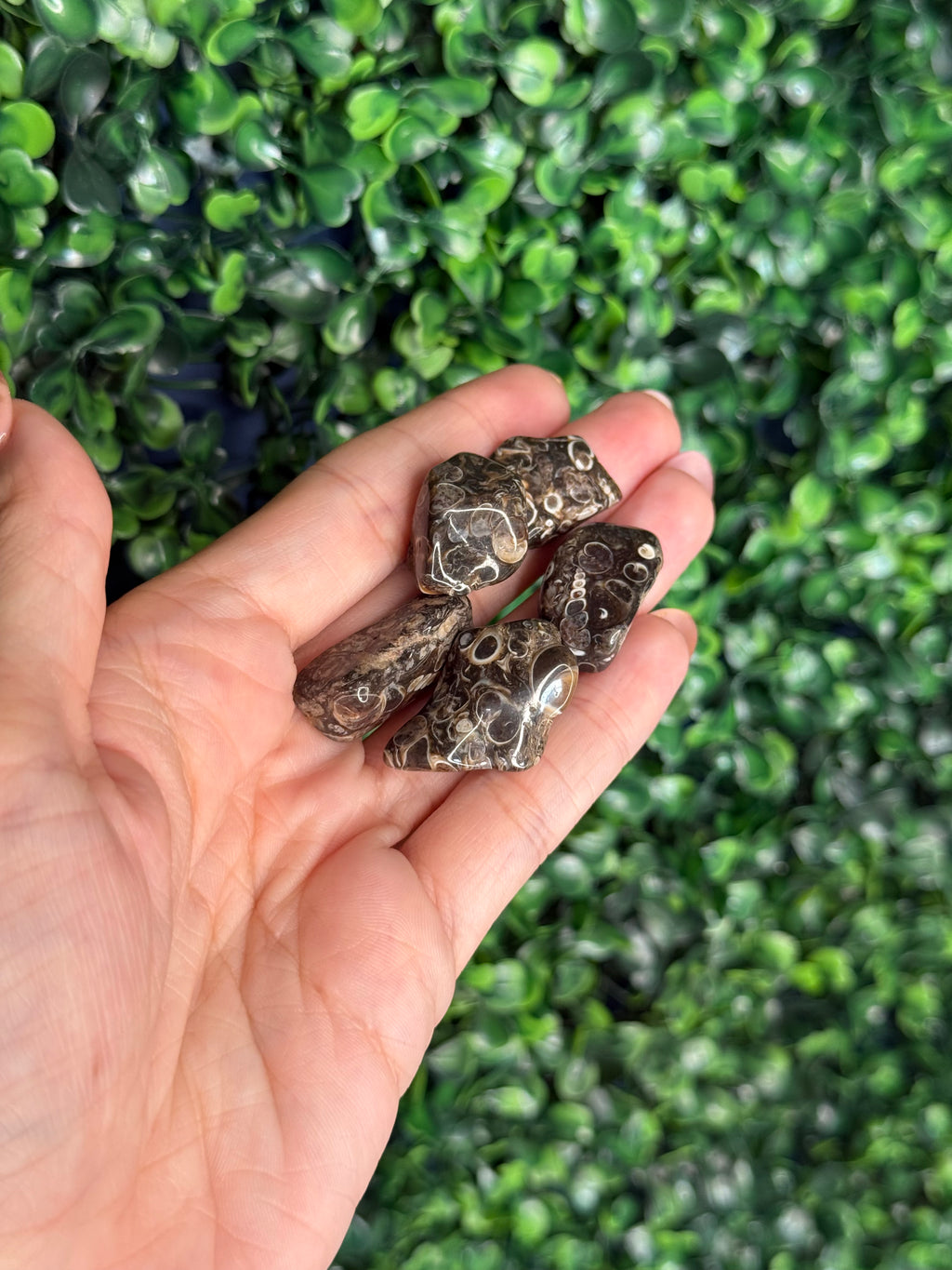 Turritella Agate - Green River Formation Wyoming USA