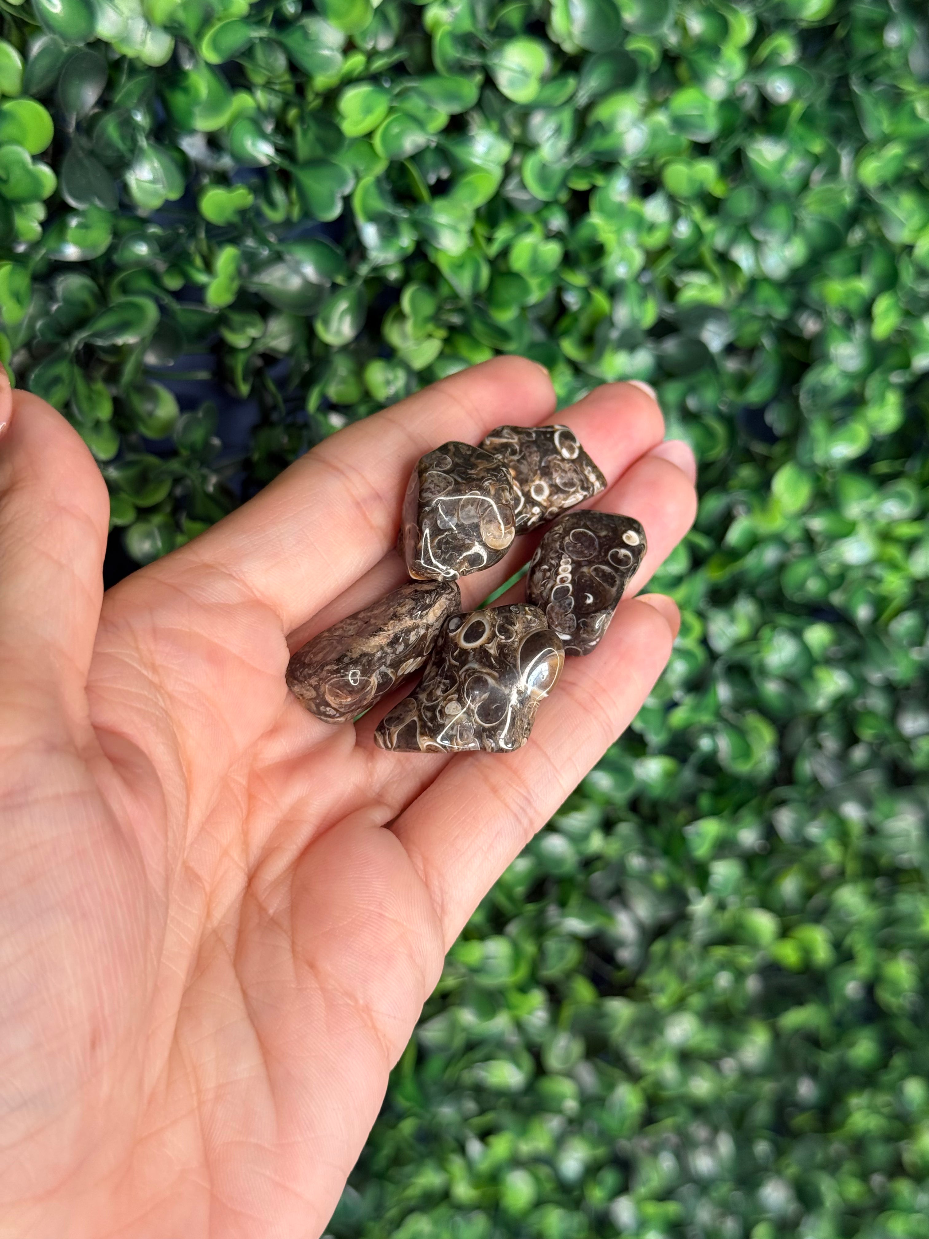 Turritella Agate - Green River Formation Wyoming USA