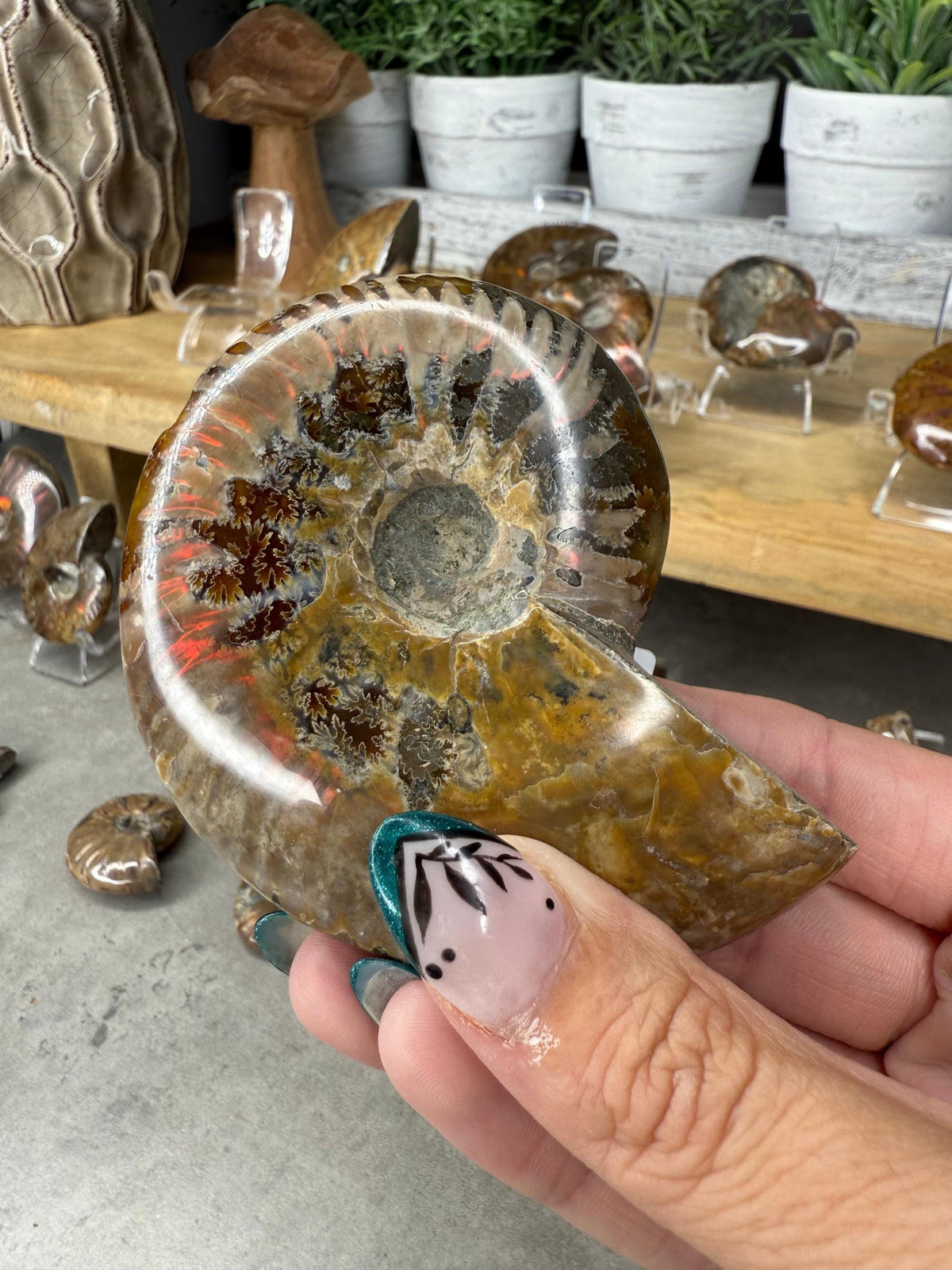 Ammonite Crystal Fossils