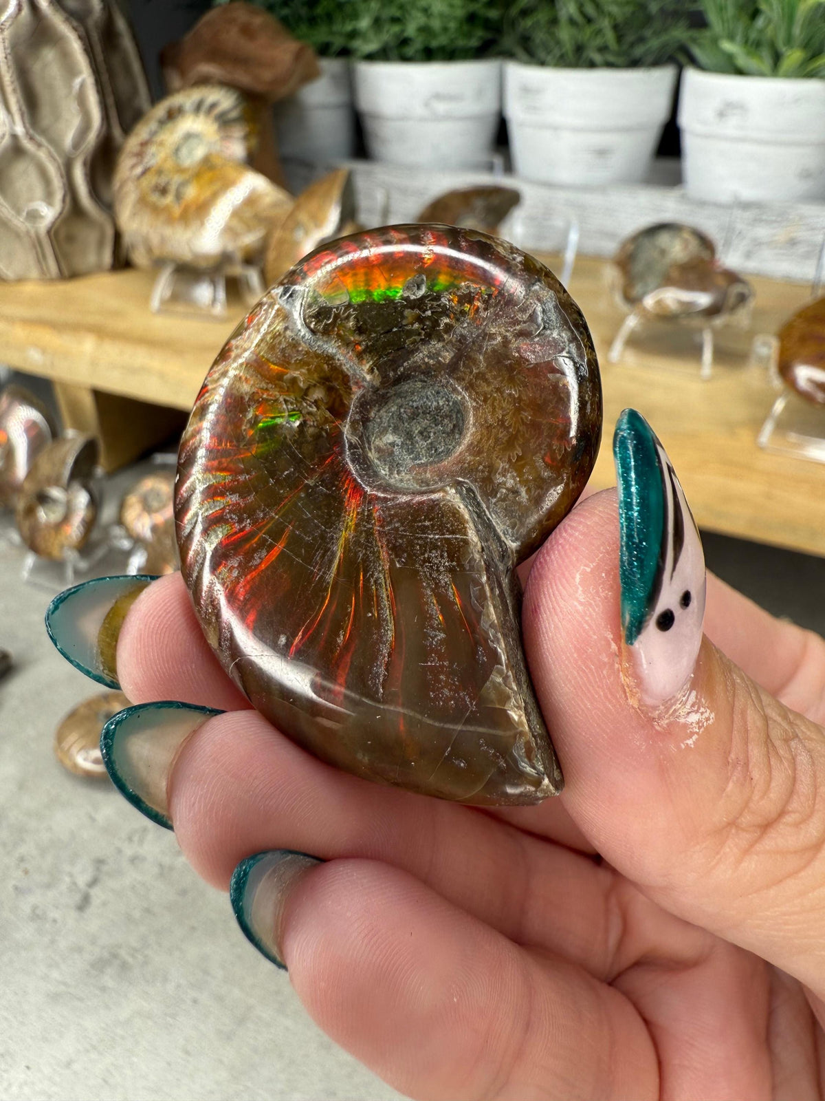Ammonite Crystal Fossils