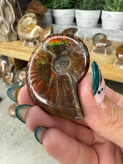 Ammonite Crystal Fossils