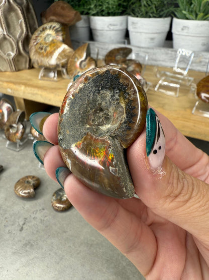 Ammonite Crystal Fossils
