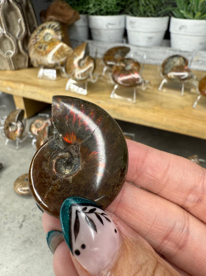Ammonite Crystal Fossils