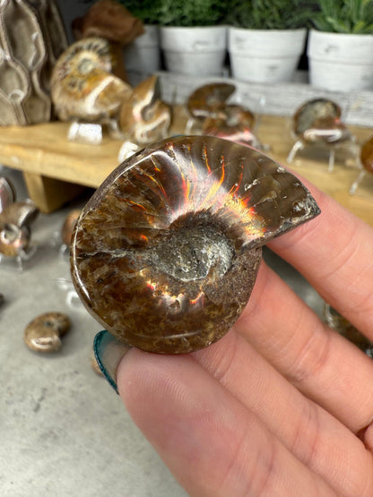 Ammonite Crystal Fossils