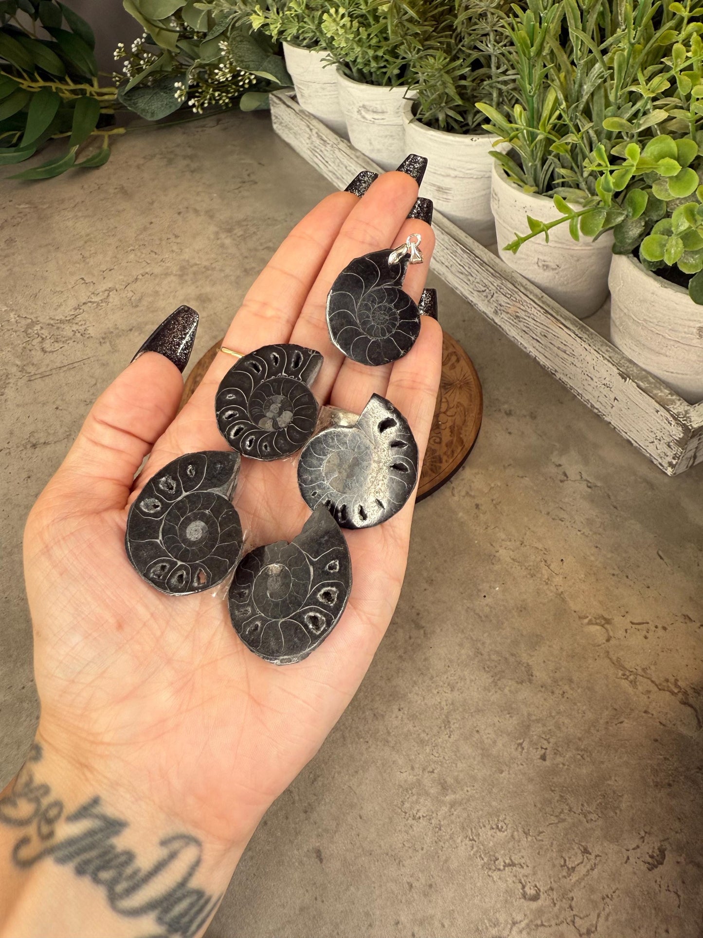 Black Ammonite Fossils - Full Shell or Pendant Option Crystals