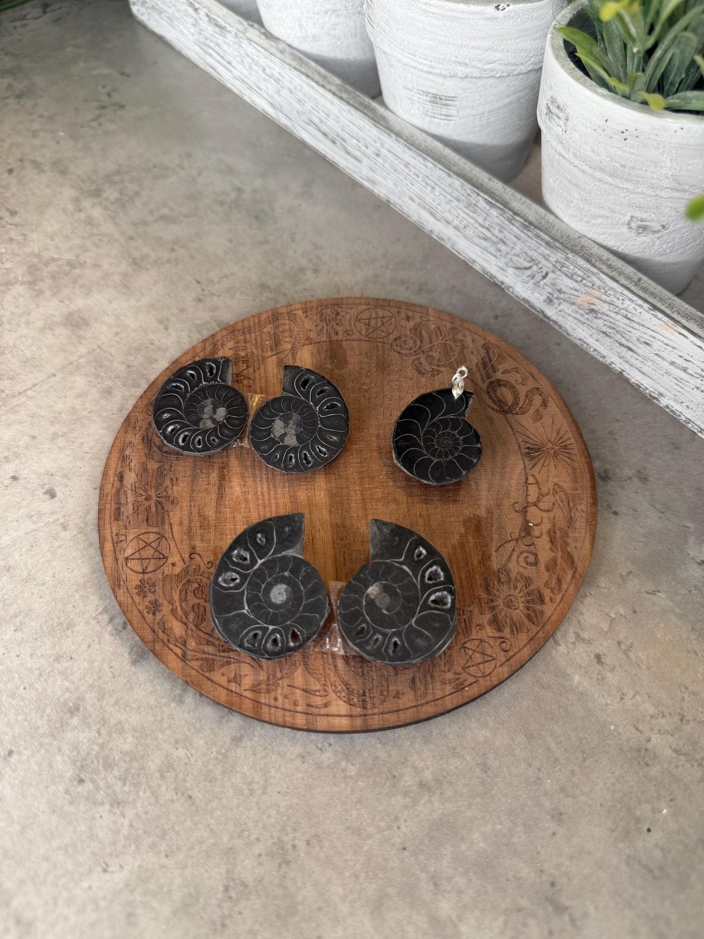 Black Ammonite Fossils - Full Shell or Pendant Option Crystals