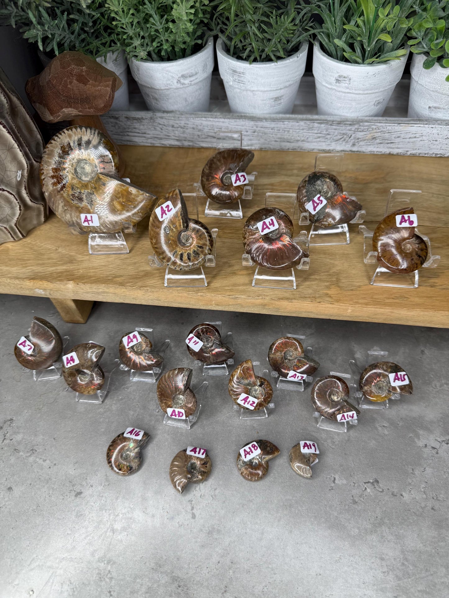 Ammonite Crystal Fossils