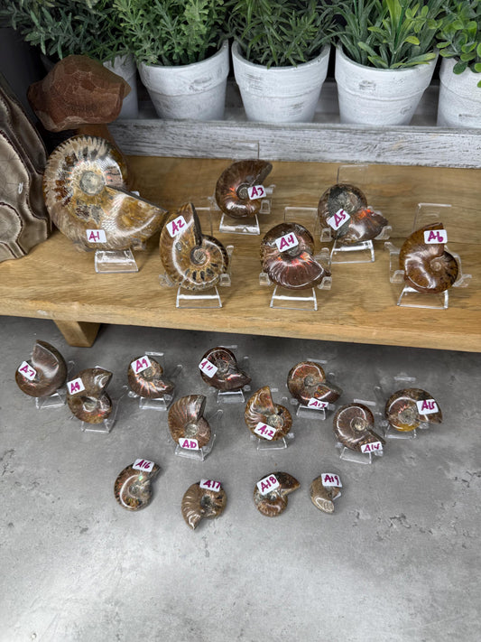 Ammonite Crystal Fossils