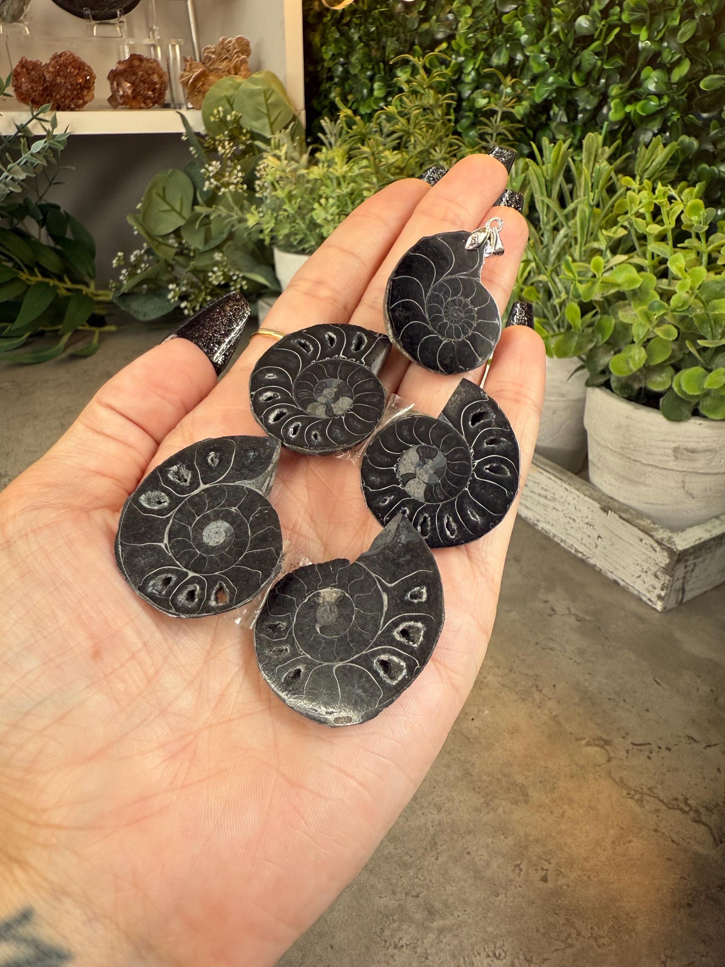 Black Ammonite Fossils - Full Shell or Pendant Option Crystals