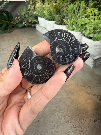 Black Ammonite Fossils - Full Shell or Pendant Option Crystals
