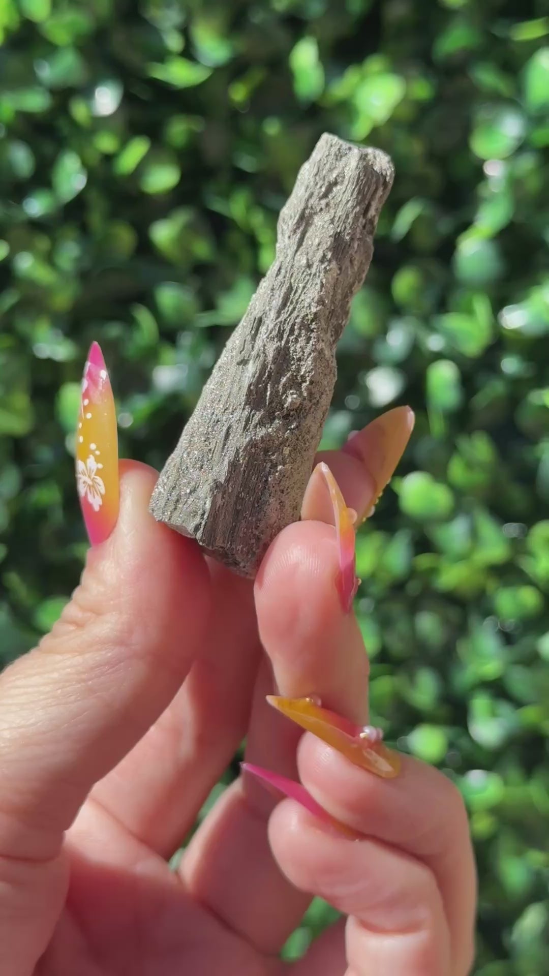 Pyritized Petrified Wood - Indonesia
