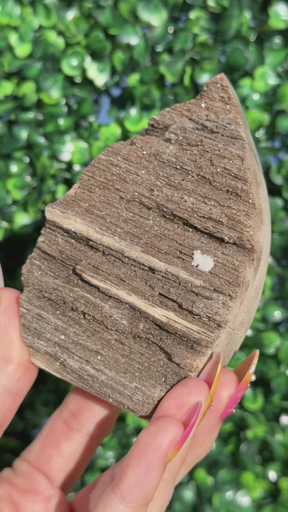 Sparkly Petrified Wood Teardrops - Indonesia