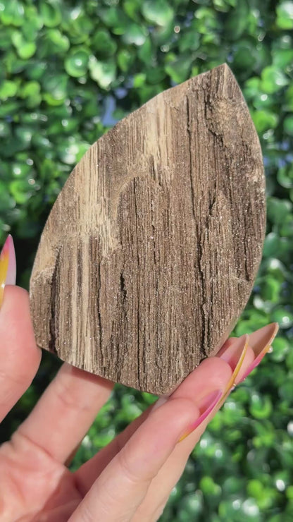 Sparkly Petrified Wood Teardrops - Indonesia