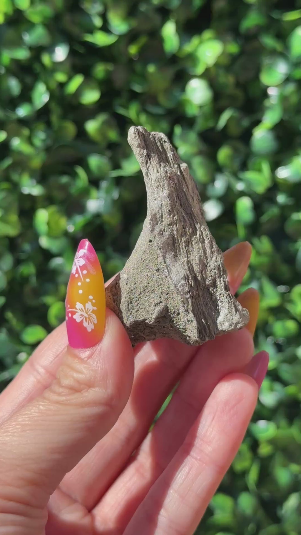 Pyritized Petrified Wood - Indonesia