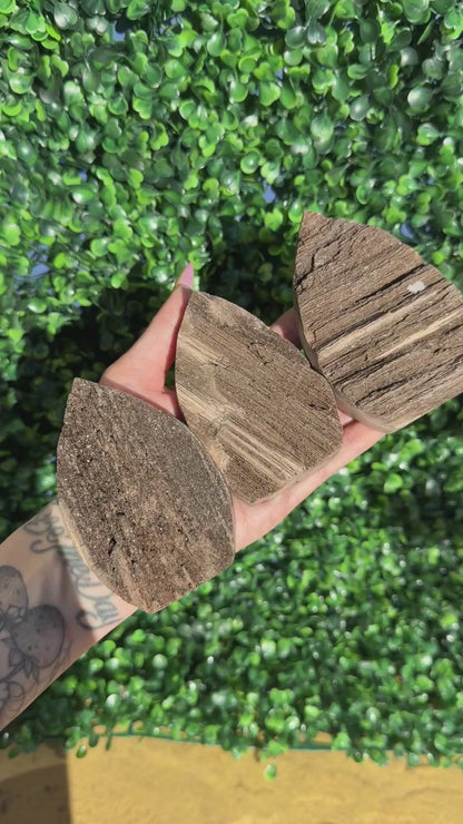 Sparkly Petrified Wood Teardrops - Indonesia