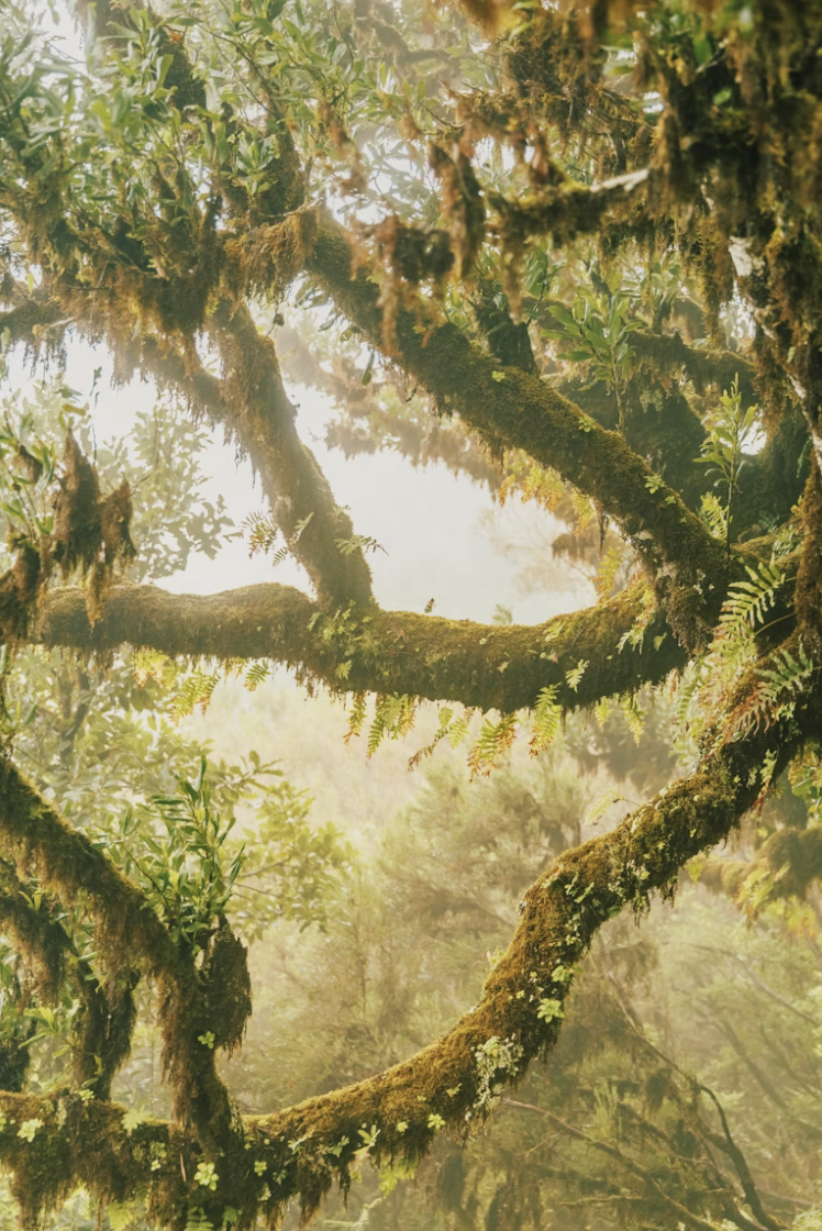 The Forgotten Jungle Live sale